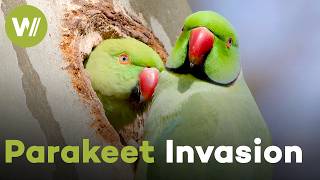 Asian Ring-Necked Parakeets: The Invasive Birds Reshaping Europe's Cities (Documentary, 2021)