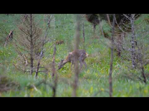 Spomenik prirode TAJAN - divlji svijet