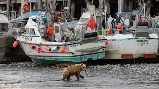 Working Bristol Bay Salmon 2024 - Tender Boat Life