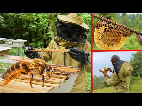 Beekeeping | How To Conduct Queen Rearing | Practical Tutorial | Part 2