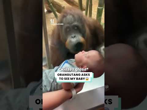 Orangutan Ask To See My Baby #viral #viralvideo #virashorts #wildlife #coolvideo