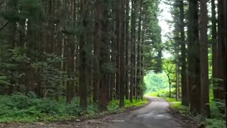 暗黒の森