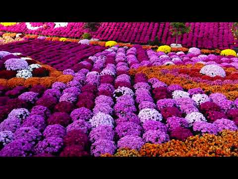 DÜNYANIN EN GÜZEL BAHÇELERİ - Wonderful gardens
