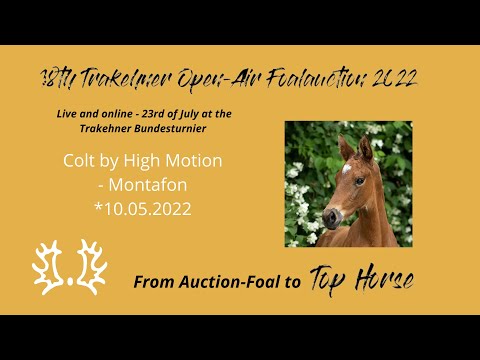 4 - Felix de Luxe - Colt by High Motion - Montafon *10.05.2022