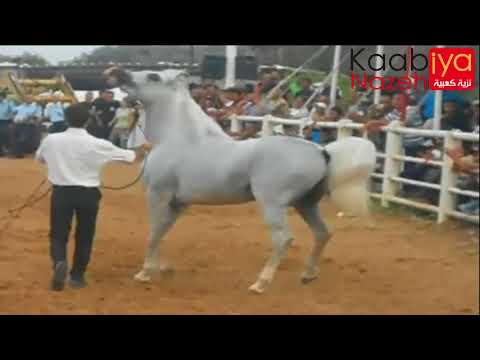 MOUADAAR BKV . AL BILAL & BARAKIS WHISPER