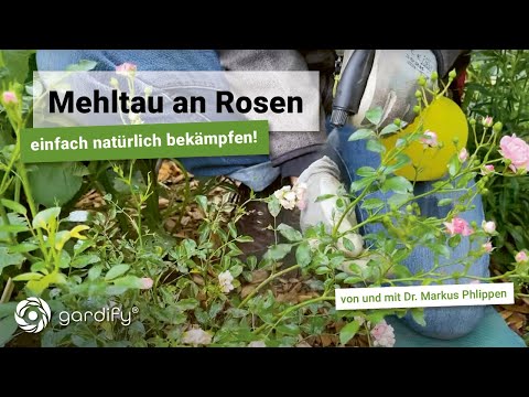 Powdery mildew on roses – combat it naturally without fungicides (fungal disease in roses) | Plan...