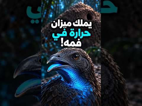 🪺طائر غريب لا يجلس على بيضه! فهو يبني حاضنة ضخمة من الأوراق والتراب🐣 #عجائب #طيور #خلق_الله #اكسبلور