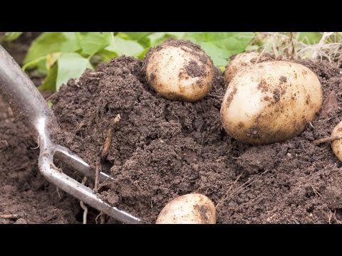 Kompletný návod na pestovanie zemiakov - Gazdova záhrada