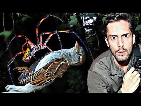 Riesige Dschungel-Spinne fängt Vögel! Gefährlich für uns?