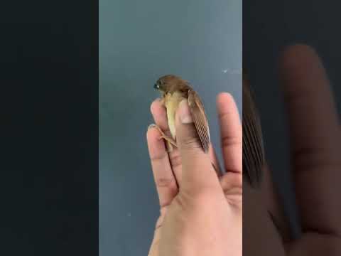 The scaly-breasted munia or spotted munia breeding season is during the summer rainy season