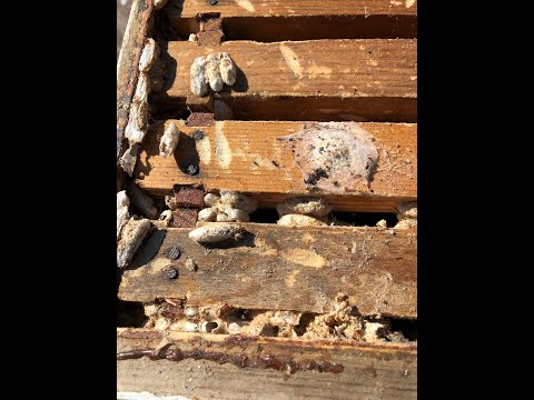 Para-Moth usage to protect comb 12 2023