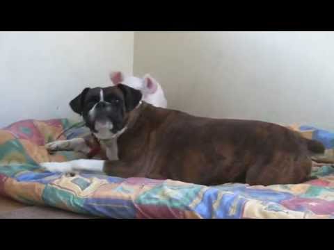 El Cerdito y el Bóxer