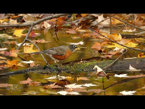 Fall nature 5/6 - One hour of Canada's beautiful autumn foliage and wildlife in 4K