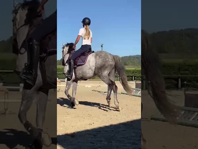 KALLAS DU CHAPELAN &ndash; PFS 148 cm &ndash; 6 ans &ndash; CSO