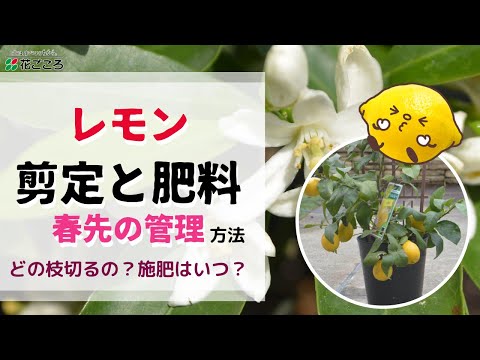 春の果樹に使用する肥料は何ですか