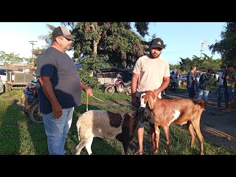 NA FEIRA DO BODE E CARNEIROS DE LIMOEIRO PERNAMBUCO (30 DE ABRIL DE 2026)