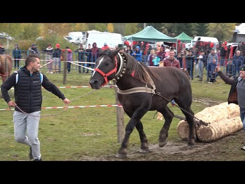 Concurs cu cai de tractiune Proba de simplu Dealu Negru, Cluj 15 Oct 2022 Nou!!!
