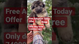 Free Free Dog Adoption Call Now💯#gsd #germanshepherd #shorts #shortvideo #viral #ytshorts #trending