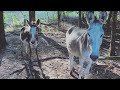 Donkey Supplements {how do you feed them?}