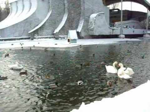 Mary Kadderly - Heading back to town (Birds on a winter pond)