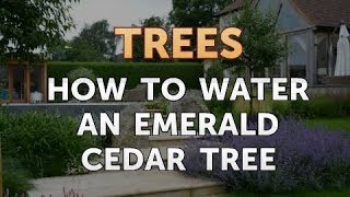 How to Water an Emerald Cedar Tree