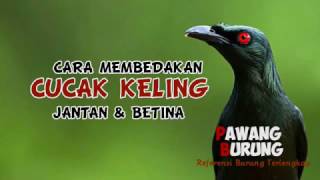 Ciri Burung Mantenan Jantan Betina Endlessvideo