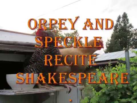 download lagu mp3 mp4 Orpie Chicken, download lagu Orpie Chicken gratis, unduh video klip Orpie Chicken