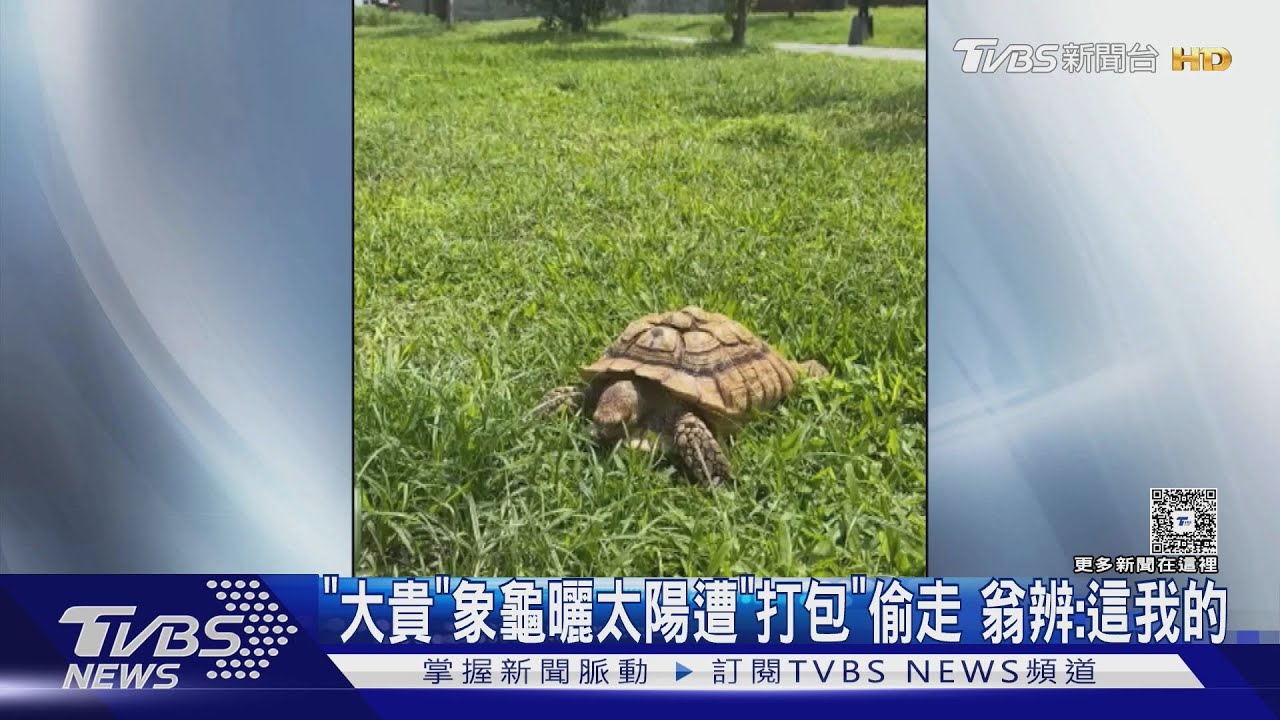 「大貴」象龜曬太陽遭「打包」偷走 翁辯:這我的