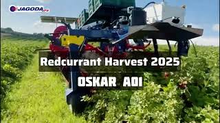 판매 중인 베리류 수확기 Jagoda Self-Propelled Berry Harvester OSKAR 4WD - 이미지 7 | Agroline KR 신품 베리류 수확기 Jagoda Self-Propelled Berry Harvester OSKAR 4WD | 이미지 7 - Agroline