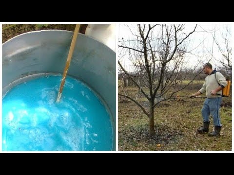 viermi în tratamentul ariciilor africani