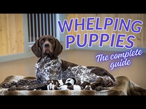 Complete Guide To Whelping A Litter Of Puppies