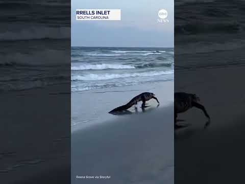Alligator spotted strolling on South Carolina beach