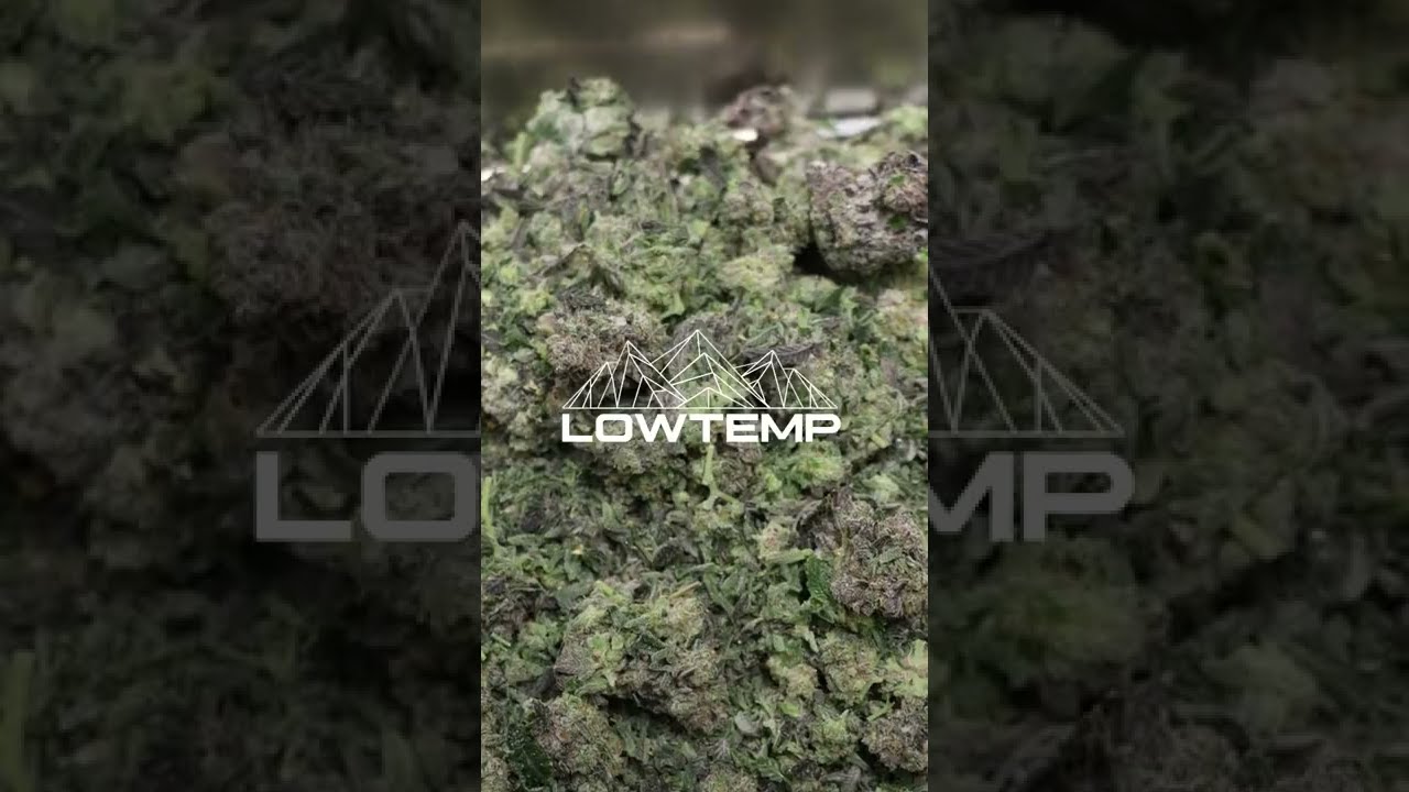 Step by Step Solventless Production with Lowtemp