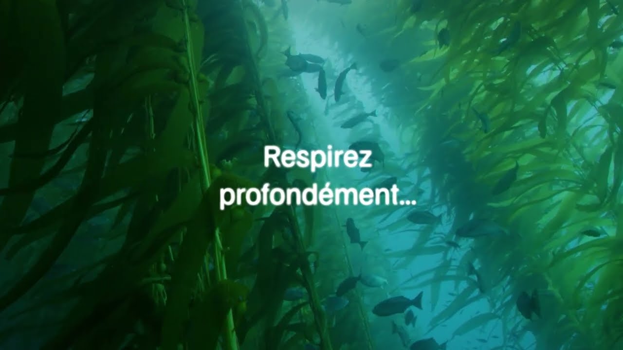 🪸Immersion dans les forêts de kelp des fonds marins !