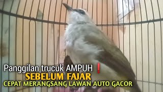 Download lagu Trucuk BETINA memanggil Jantan Suara Birahi Ngecuplik 100% pancingan trucukan gacor agar BUNYI EMOSI mp3