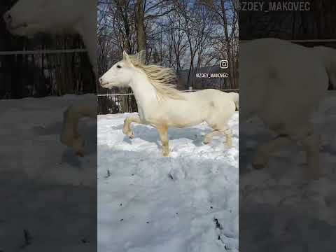 , title : 'Sky trotting lipizzaner horse'