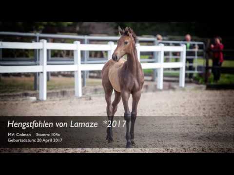 Hengstfohlen von Lamaze