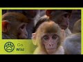 Divided We Stand Monkey Thieves S2 1 13 Go Wild