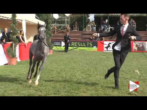 N.113 CLEOPATRA BYAGAKILLE - Arezzo 2015 - Futurity Fillies (Class 13)