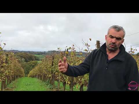 WineTrotters - C01V03 -  PYRÉNÉES-ATLANTIQUES - Jean-Marc GRUSSAUTE - Domaine Camin Larredya