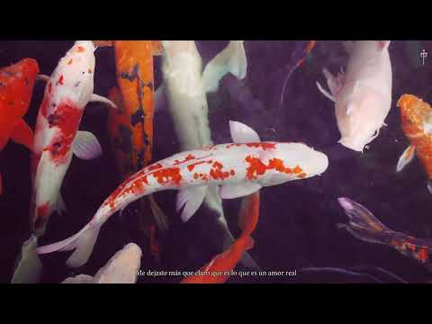 11. Lui5 - ¿QUE MÁS PEDIR? | G E O R G I A