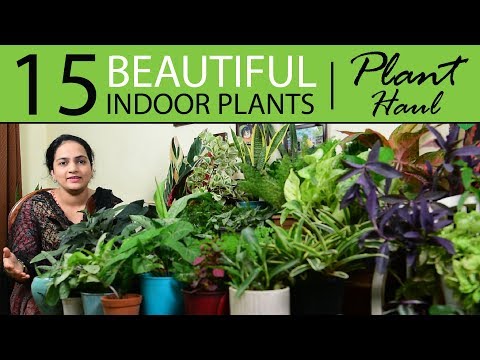 , title : '15 Beautiful Indoor Plants Haul | Indoor Plants India'