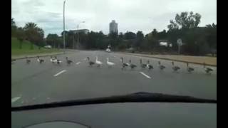 animale ratele trec strada