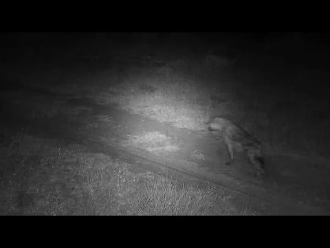 Djuma: Two and then one Hyenas pass by the cam headed towards lodge - 00:58 - 05/23/20