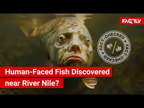 FACT CHECK: Viral Video Shows Human-Faced Fish Discovered in Lake Samsara near River Nile?