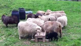 preview picture of video 'Icelandic Sheep in Copenhagen'