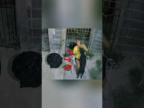 This woman thought that was her real dog #dogs #pets #dog