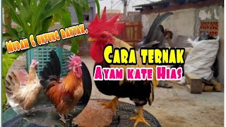 Download lagu Cara Ternak Ayam Kate Hias asli ‼️How to raise kate chickens. mp3