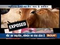 IndiaTV exposes illegal beef export and cow slaughter in UP