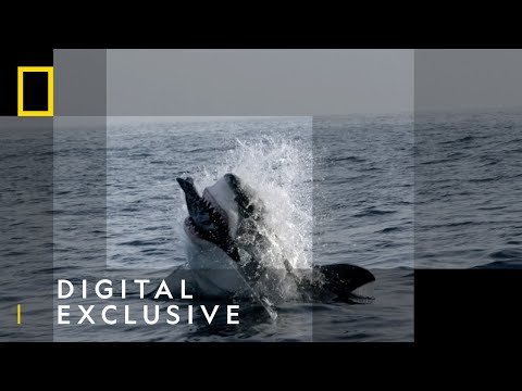 Sharks Up Close | Sharkfest | National Geographic Wild UK